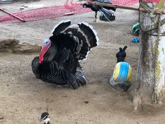 -北戴河集发农业梦想王国
