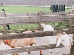 -前小桔亲子创意农场·草莓采摘·露营烧烤