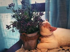 -共舞时光猫咖·狗咖(新街口店)