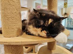 -楼上猫咖(罗湖店)