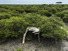 -北海金海湾红树林生态旅游区