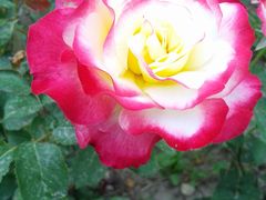 -圆明园遗址公园-藻园门售票处