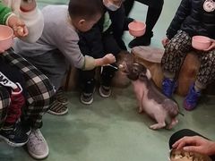 -藦茜花园宠物主题亲子互动体验馆(国顺东路店)