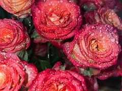 -循礼门鲜花花市(武汉循礼门店)