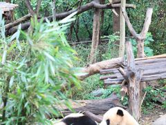 -成都大熊猫繁育研究基地