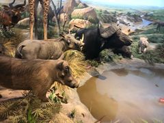 -陕西自然博物馆