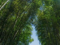 -杭州植物园