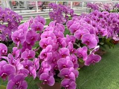 -上海鲜花港