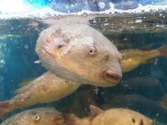 -莆鑫海鲜城(浏河店)