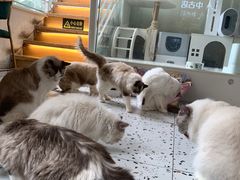 -喵喵咪呀布偶猫咖(春熙路店)