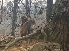 -黔灵山公园