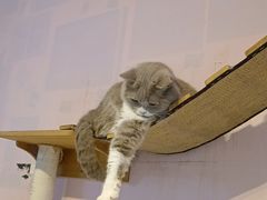 -我爱猫咪·猫咖·狗咖·安哥拉兔·羊驼咖(小寨华旗店)