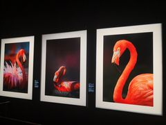 -罗红摄影艺术馆