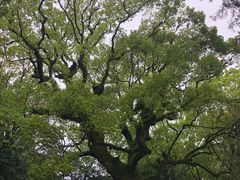 -热田神宫