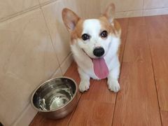 -汪说喵讲宠物乐园宠物酒店(红星美凯龙店)