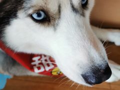 -Husky Go! 哈士奇体验馆·宠物咖啡厅狗咖