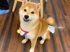 -豆柴町-柴犬主题狗咖(红鼎国际C座店)