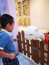 -Moni星球萌宠·小马宝莉·灵蛇·高端高阶全萌宠互动体验俱乐部(红豆国际广场店)