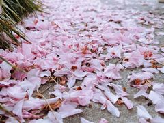 -高东镇樱花园
