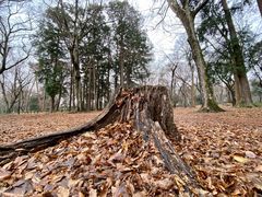 -三鹰之森吉卜力美术馆