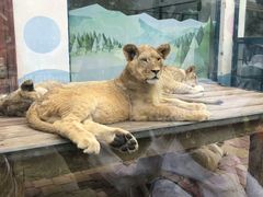 -大连森林动物园