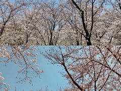 -顾村公园