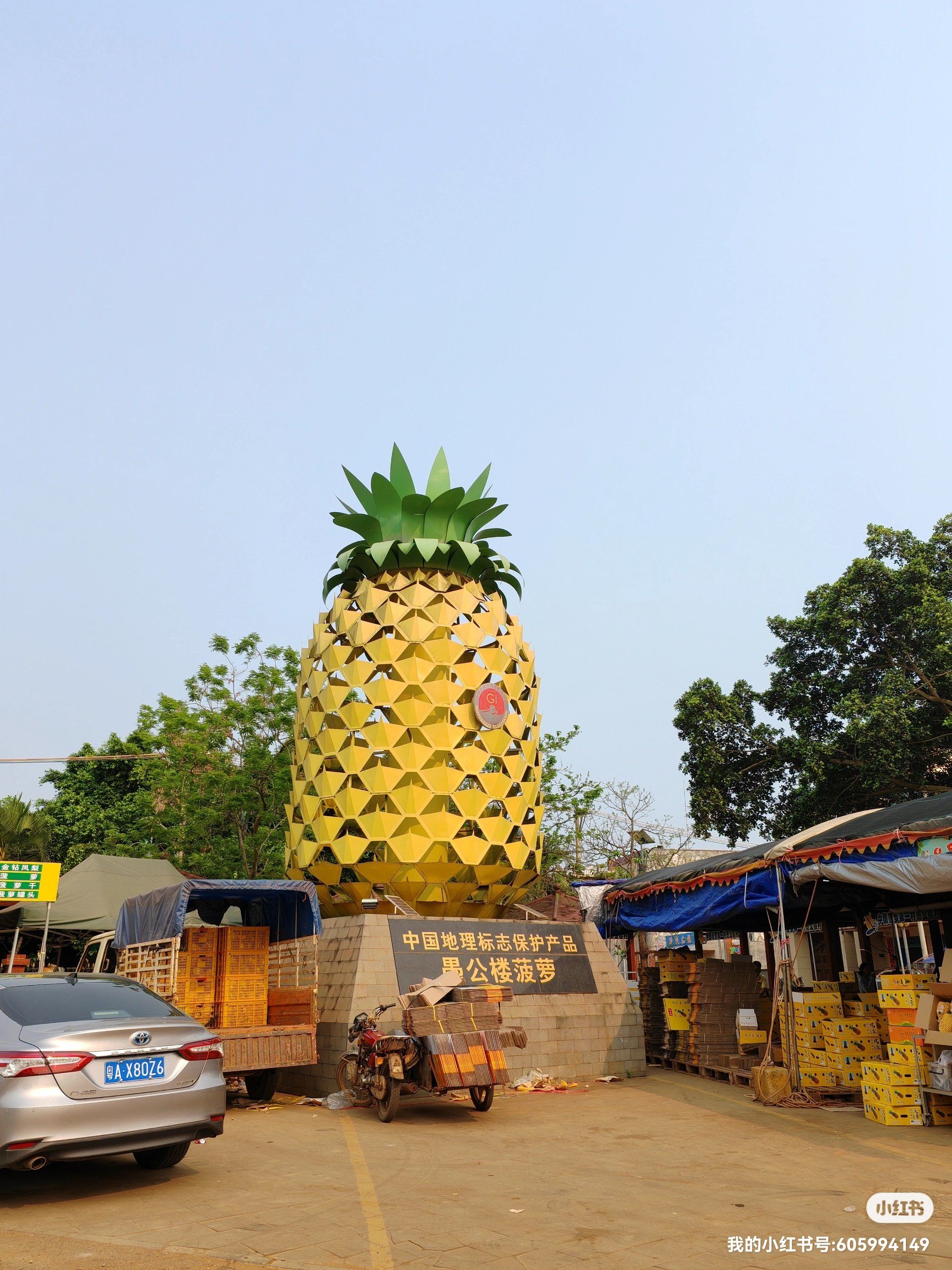 田间地头走一走 「徐闻县」
开徐闻旅游,顺便去了一趟菠萝的海