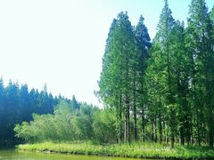 -黄海国家森林公园