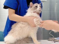 -伟伟宠物医院·CT影像中心·瑞派犬猫综合性门诊(汉口总院)