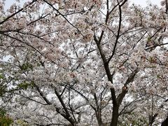 -高东镇樱花园