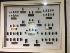 -上海昆虫博物馆