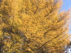 -塞罕坝国家级自然保护区