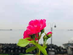 -上海滨江森林公园