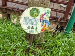 -西双版纳原始森林公园