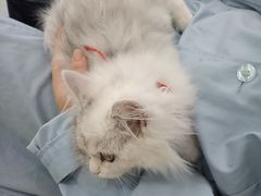 -汪喵宠物医院·骨科心脏影像·犬猫急重症ICU诊疗中心(成华分院)