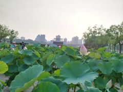 -莲花池公园