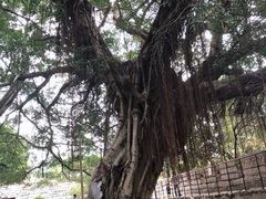 -胡里山炮台