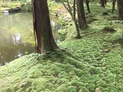 -西芳寺(苔寺)