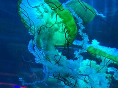 -海合安青岛极地海洋公园