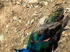 -栾川竹海野生动物园