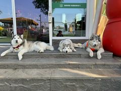 -爪吧宠物乐园 (温榆河示范区店)