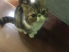 -李小姐の猫咖啡馆(五角场店)