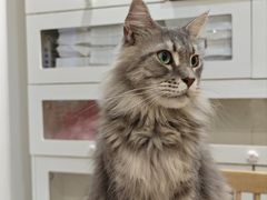 -楼上猫咖(罗湖店)