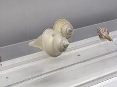 -贝壳王国博物馆