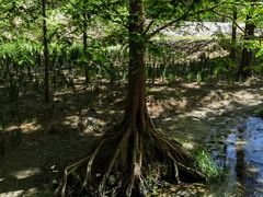 -白水寺森林公园