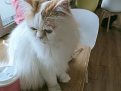 -猫的茶·猫咖