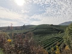 -龙坞茶村