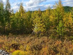 -莫尔道嘎国家森林公园