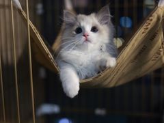 -小猫来了·猫舍(红山六九七九店)