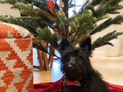 -BABIT巴比特宠物(MOMOPARK店)